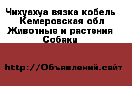 Чихуахуа вязка кобель - Кемеровская обл. Животные и растения » Собаки   